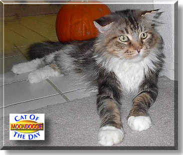 Moondoggie, the Cat of the Day