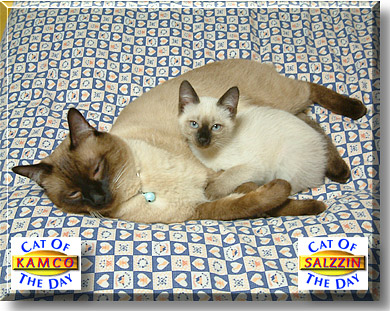 Kamco and Salzzin, the Cat of the Day