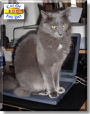 Boo Radley, the Cat of the Day