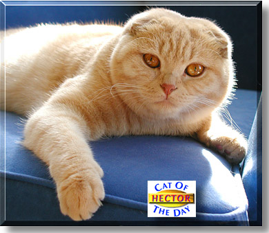 Hector, the Cat of the Day