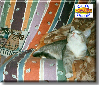 Norma Jean, the Cat of the Day