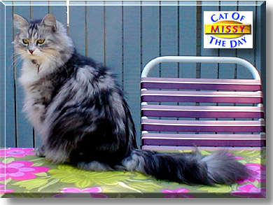 Missy, the Cat of the Day