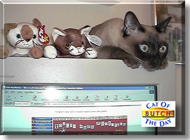 Butch, the Cat of the Day
