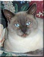 Simon