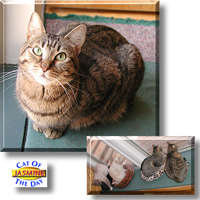 Jasmine, the Cat of the Day