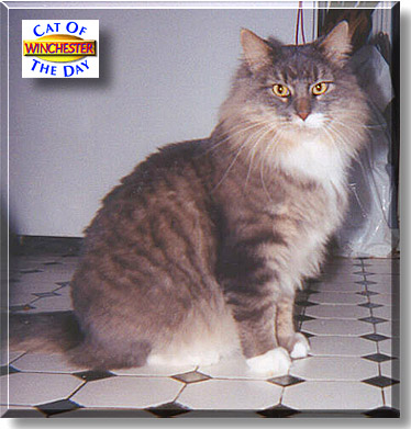 Winchester, the Cat of the Day