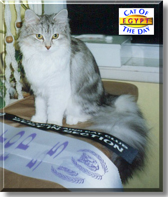 Egypt Blue Nile, the Cat of the Day