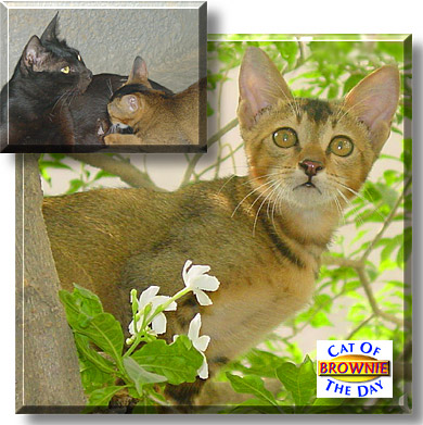 Brownie, the Cat of the Day