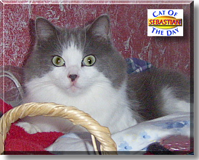 Sebastian, the Cat of the Day
