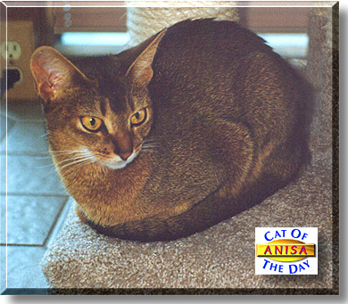 Anisa, the Cat of the Day
