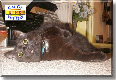 Bink, the Cat of the Day