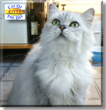 White Kitty, the Cat of the Day