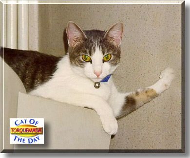 Torquemada, the Cat of the Day