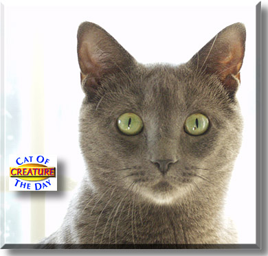 Creature, the Cat of the Day