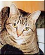Stella