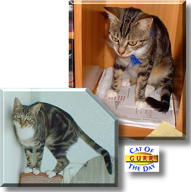 Gurr, the Cat of the Day