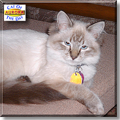 Aurora, the Cat of the Day