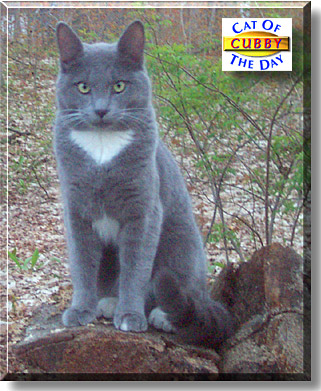 Cubby, the Cat of the Day