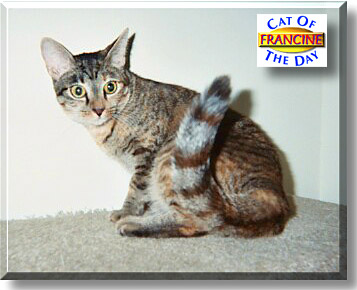 Francine, the Cat of the Day