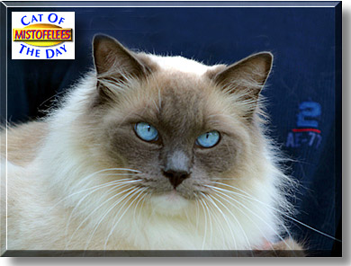 Mistoffelees, the Cat of the Day