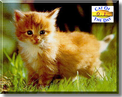 O.J., the Cat of the Day