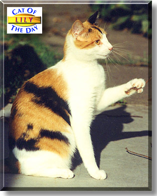 Lily, the Cat of the Day