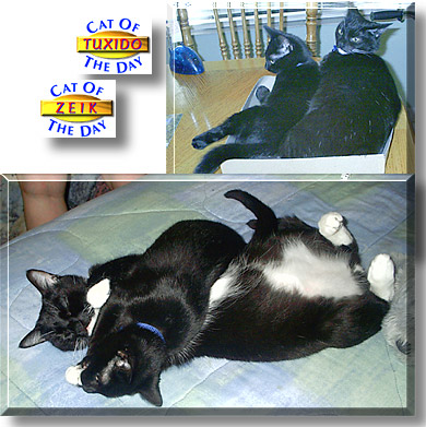 Tuxido and Zeik, the Cat of the Day