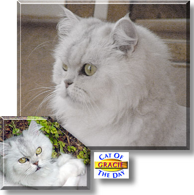Little Miss Gracie, the Cat of the Day