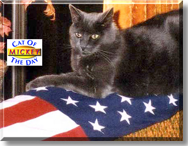 Mickey, the Cat of the Day