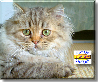 Twixy, the Cat of the Day