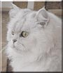 Gracie