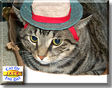 Jack, the Cat of the Day