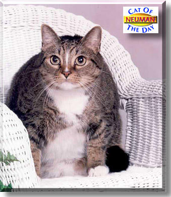 Neuman, the Cat of the Day