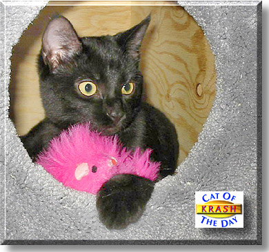 Krash, the Cat of the Day