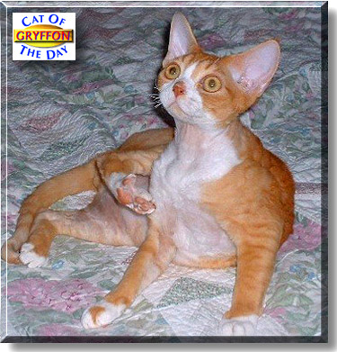 Gryffon, the Cat of the Day