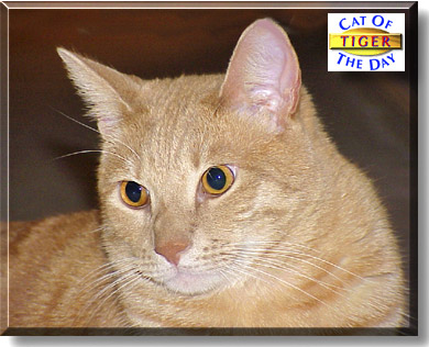 Tiger, the Cat of the Day