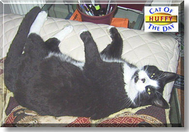 Huffy, the Cat of the Day