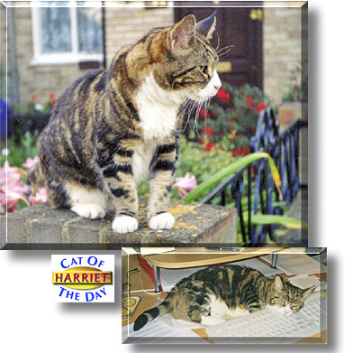 Harriet, the Cat of the Day