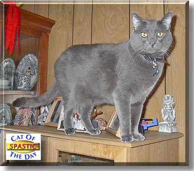 Spaz, the Cat of the Day