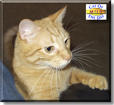 Milo, the Cat of the Day