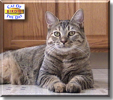 Birdie, the Cat of the Day