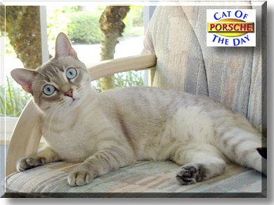 Porsche, the Cat of the Day
