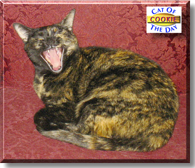 Cookie Louise, the Cat of the Day