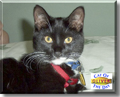 Oliver, the Cat of the Day