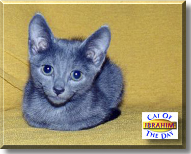 Ibrahim, the Cat of the Day