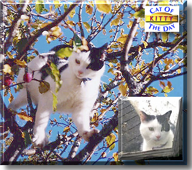 Kitty, the Cat of the Day