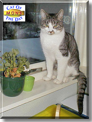 Mons, the Cat of the Day