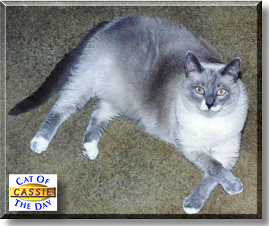 Cassie, the Cat of the Day