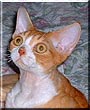 Gryffon