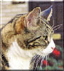 Harriet